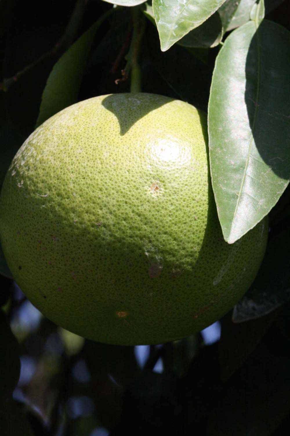            Immature fruit (Riverside, CA)   